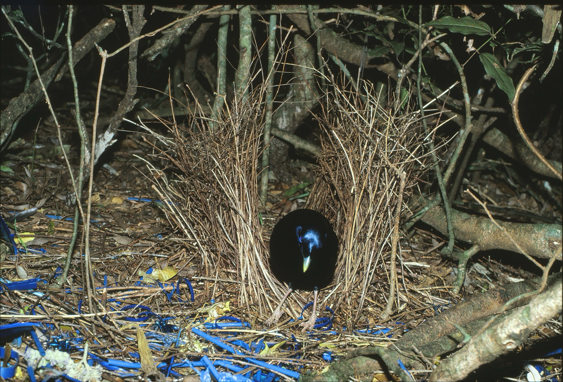 A satin bowerbird looking out from his arch of sticks, with a collection of blue objects at his feet.